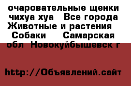 очаровательные щенки чихуа-хуа - Все города Животные и растения » Собаки   . Самарская обл.,Новокуйбышевск г.